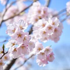 【午前限定】家庭教師やります