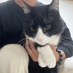 子猫　オス
