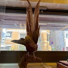 鳥の剥製の画像