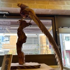 鳥の剥製の画像