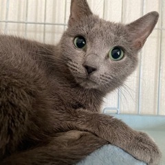 スリスリ甘えん坊のロシアンブルーのローズちゃん