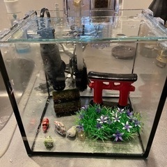 熱帯魚水槽