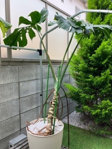 観葉植物　モンステラ　大型