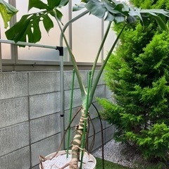 観葉植物 モンステラ 大型