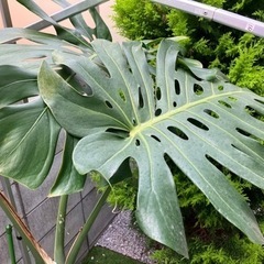 観葉植物 モンステラ 大型