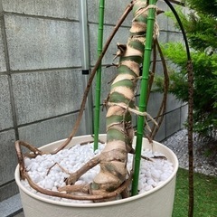 観葉植物 モンステラ 大型