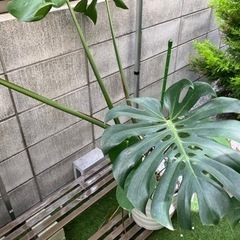 観葉植物　モンステラ　中大型の画像