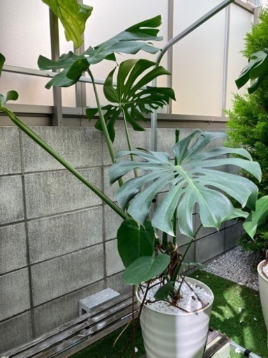 観葉植物　モンステラ　中大型