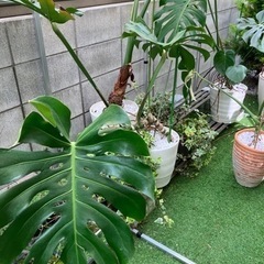 観葉植物　モンステラ　大型サイズの画像