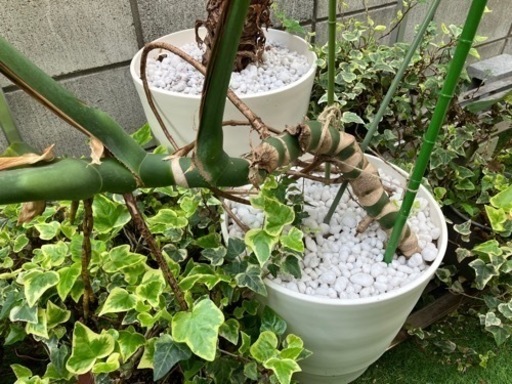観葉植物　モンステラ　大型サイズ