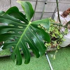 観葉植物　モンステラ　大型サイズの画像