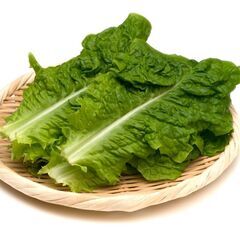 とれたてサンチュ
