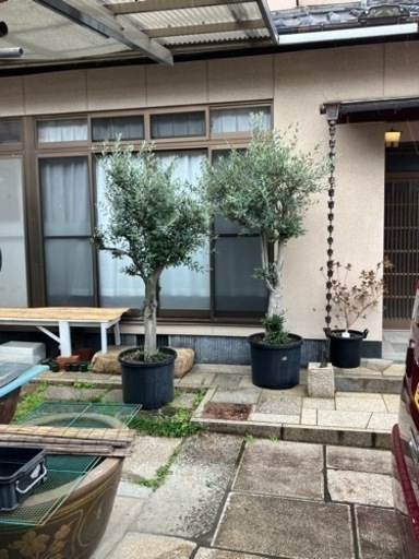 オリーブの鉢植え1本どちらでも