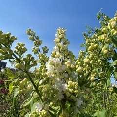 ライラック切り花作業スタッフ募集の画像