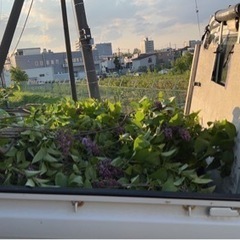 ライラック切り花作業スタッフ募集の画像