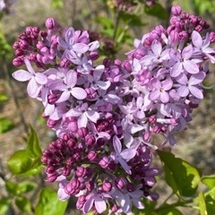 ライラック切り花作業スタッフ募集の画像