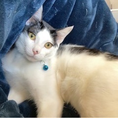 キジトラキジ白ハチワレ猫ちゃん