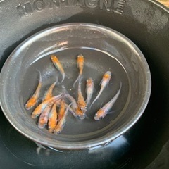 夜桜三色　若魚　15匹【取引中】