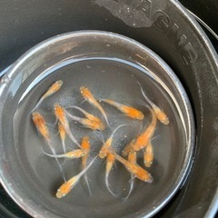 夜桜三色　稚魚〜若魚　20匹前後【取引中】