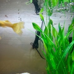 【国産グッピーの稚魚13匹引き渡し済】国産グッピーの稚魚10匹〜の画像