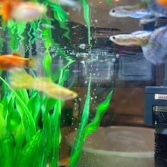 【国産グッピーの稚魚13匹引き渡し済】国産グッピーの稚魚10匹〜の画像