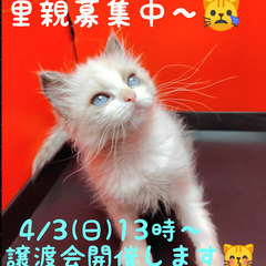 2/4生ラグドール♀ブルーポイントバイカラー(トライアウト猫)