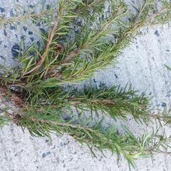 ローズマリーいかがですか？の画像