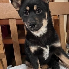 🐕‍🦺保護犬4ヶ月メス🐕‍🦺家族さん募集‼️