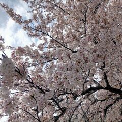 4/8　庄内緑地BBQ 9時〜17時