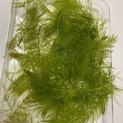 国産　無農薬マツモの画像
