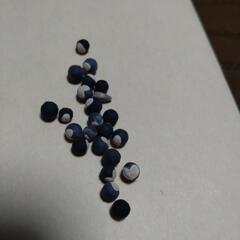 (B)風船カズラ種20粒の画像