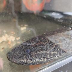 肺魚　　ハイギョ　エチオピクスコンギクスの画像