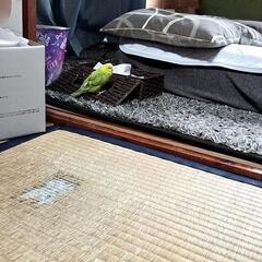 ジャンボセキセイインコ