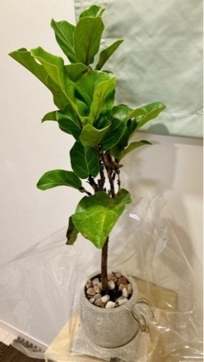 観葉植物 バンビーノ カシワバゴムの木 (陶器の植木鉢付き)