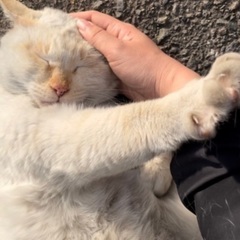里親探し