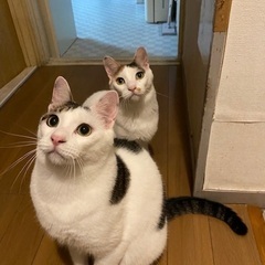 高齢者の飼育困難
