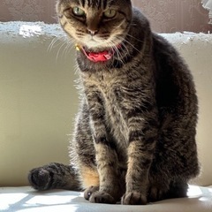 成猫もらってください【急募です】雄､雌います - 里親募集