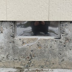 住宅屋根裏に住み着く小動物の駆除、掃除、進入口遮断 - 南蒲原郡