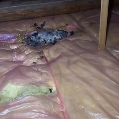 住宅屋根裏に住み着く小動物の駆除、掃除、進入口遮断 - 地元のお店