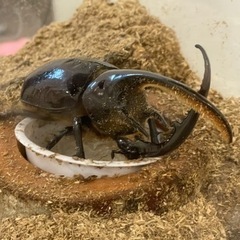 ネプチューンオオカブト　幼虫