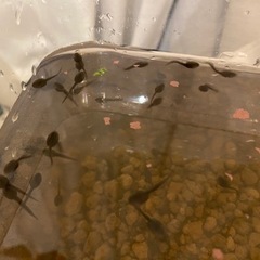 アズマヒキガエル　オタマジャクシ　1匹当たり
