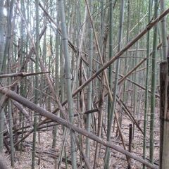 放置竹林整備をしませんか。 - 久慈郡