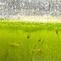 熱帯魚　30匹位、砂利、水槽