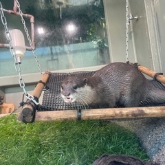動物の写真を撮るのが好きな人募集！