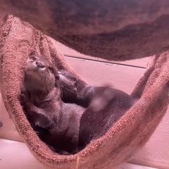 動物の写真を撮るのが好きな人募集！ − 東京都