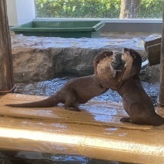 動物の写真を撮るのが好きな人募集！ - その他