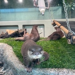 動物の写真を撮るのが好きな人募集！ - 渋谷区