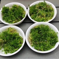 セダム　ゴールドビューティーの画像