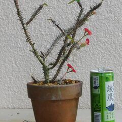ハナキリンー３