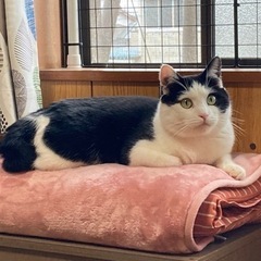 里親様決まりました♡穏やかな男の子